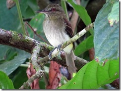 Red Eyed Vireo maybe