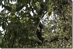 Red lored parrot group