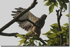 Roadside hawk wings spread
