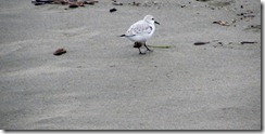 Sanderling