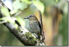 Slaty Antwren 1