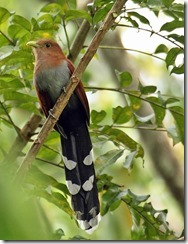 Squirrel Cuckoo