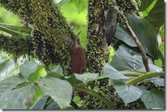 Strong Billed Woodcreeper