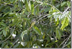 Sulphur Bellied Flycatcher