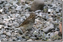 Swainsons Thrush