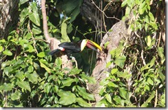 Toucan Chestnut Mandibled