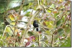 Variable Seedeater (2)