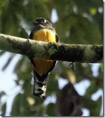 Violaceous Trogon Male