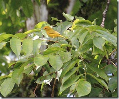 Warbler Yellow