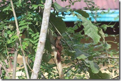Woodcreeper Northern Barred