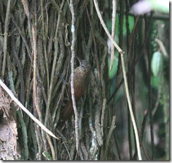 Woodcreeper Spotted Headed maybe