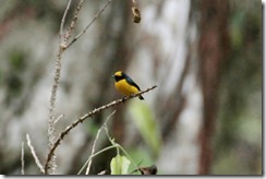 Yellow crowned euphonia