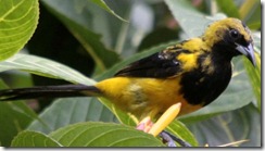 Yellow tailed oriole 1