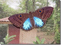 Butterfly on the window 1