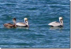 Three Pelicans in the ocean
