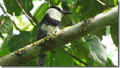 White Necked Puffbird