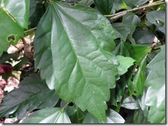 Hibiscus leaf