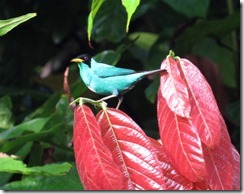 Green Honeycreeper