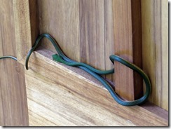 Green vine snake up close (2)
