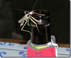 Praying mantis on beer bottle