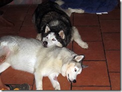 Wiley laying on Kaya