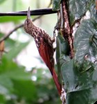 Black Striped Woodcreeper