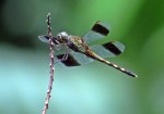 Black winged dragonfly