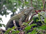 Female green iguana