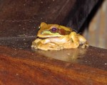 Frog hanging out