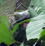 Hungry Iguana