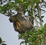Male three toed sloth