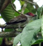 Masked tityra female