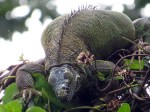 Pregnant Iguana