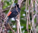 Scarlet Rumped Cacique
