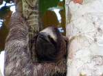 Sleepy sloth