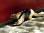Anteater