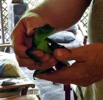 Basilik after Sofi tried to eat it