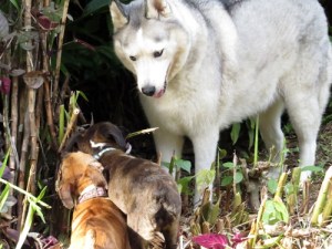In the garden with Kaya