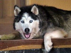 Wiley - he is getting old but loves to hang on the deck