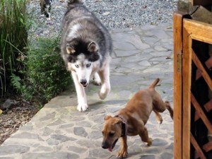 With Wiley the BIG boy!