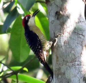 Woodpecker