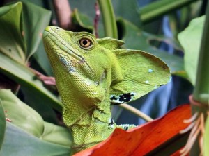 Emerald Basilik in our yard